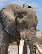 Editors' Blog: An Eden Alternative for elephants