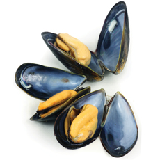 Researchers turn to mussels as a model for bio-adhesives