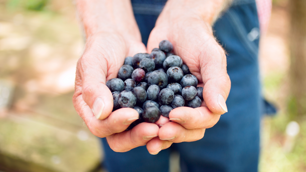Cherries, blueberries help healthy aging, studies find