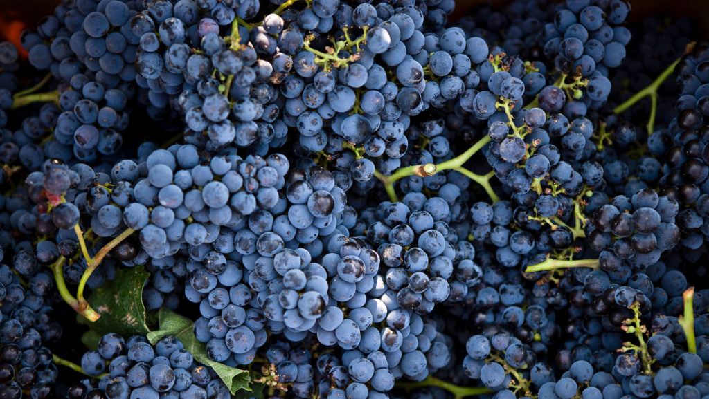 Can grapes halve a person’s dementia risk?