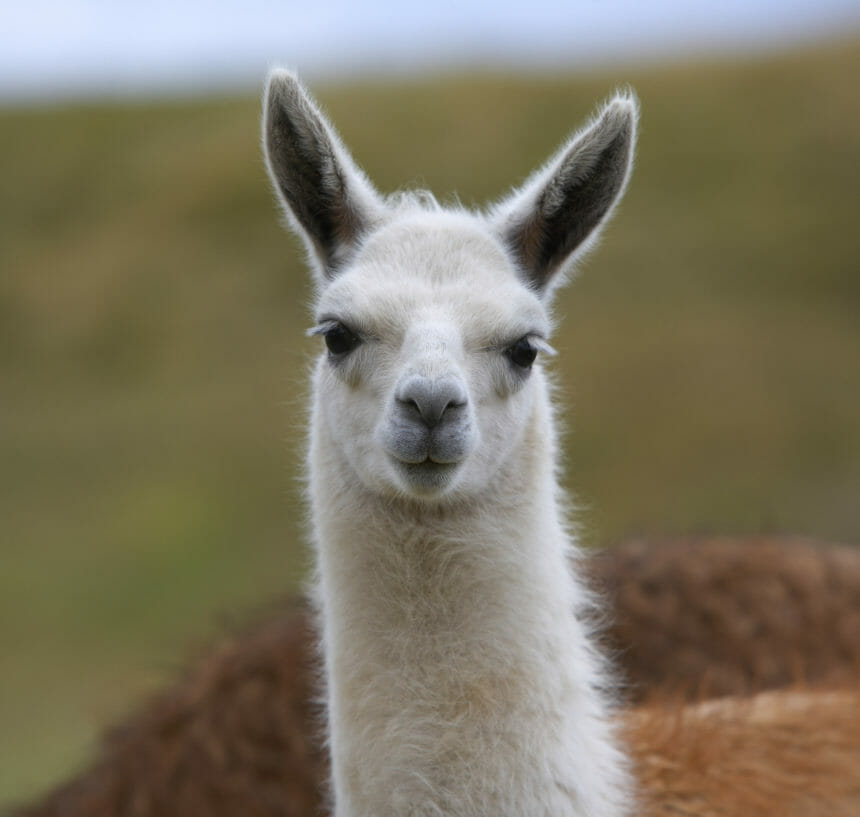 Headshot of a llama; Image credit: Getty Images