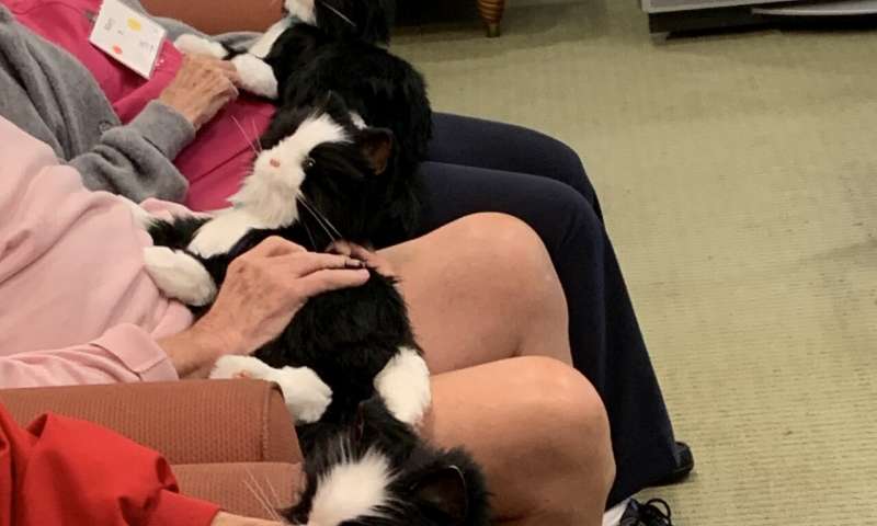 Closeup of robotic cats in laps of day center attendees; Image credit: Florida Atlantic University