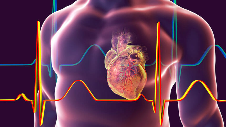 Artist's depiction of heart with blood vessels and heart rhythm