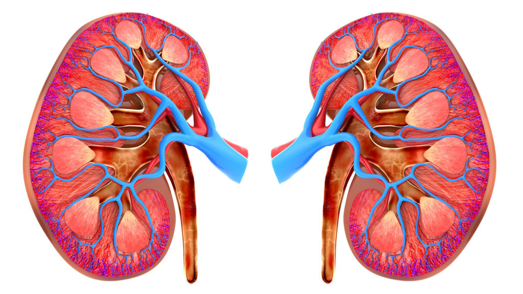 Kidney injury risk soars with ‘triple whammy’ drug combo