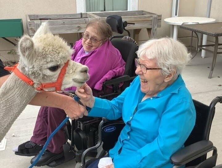 Trio of farm animals bring smiles to nursing home residents