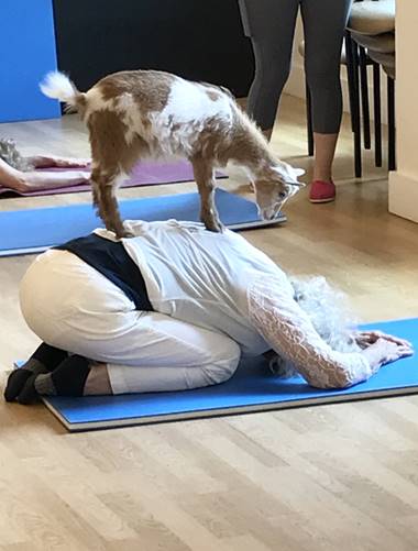 Yoga with goats? For this crowd, it’s not a baaaaad idea